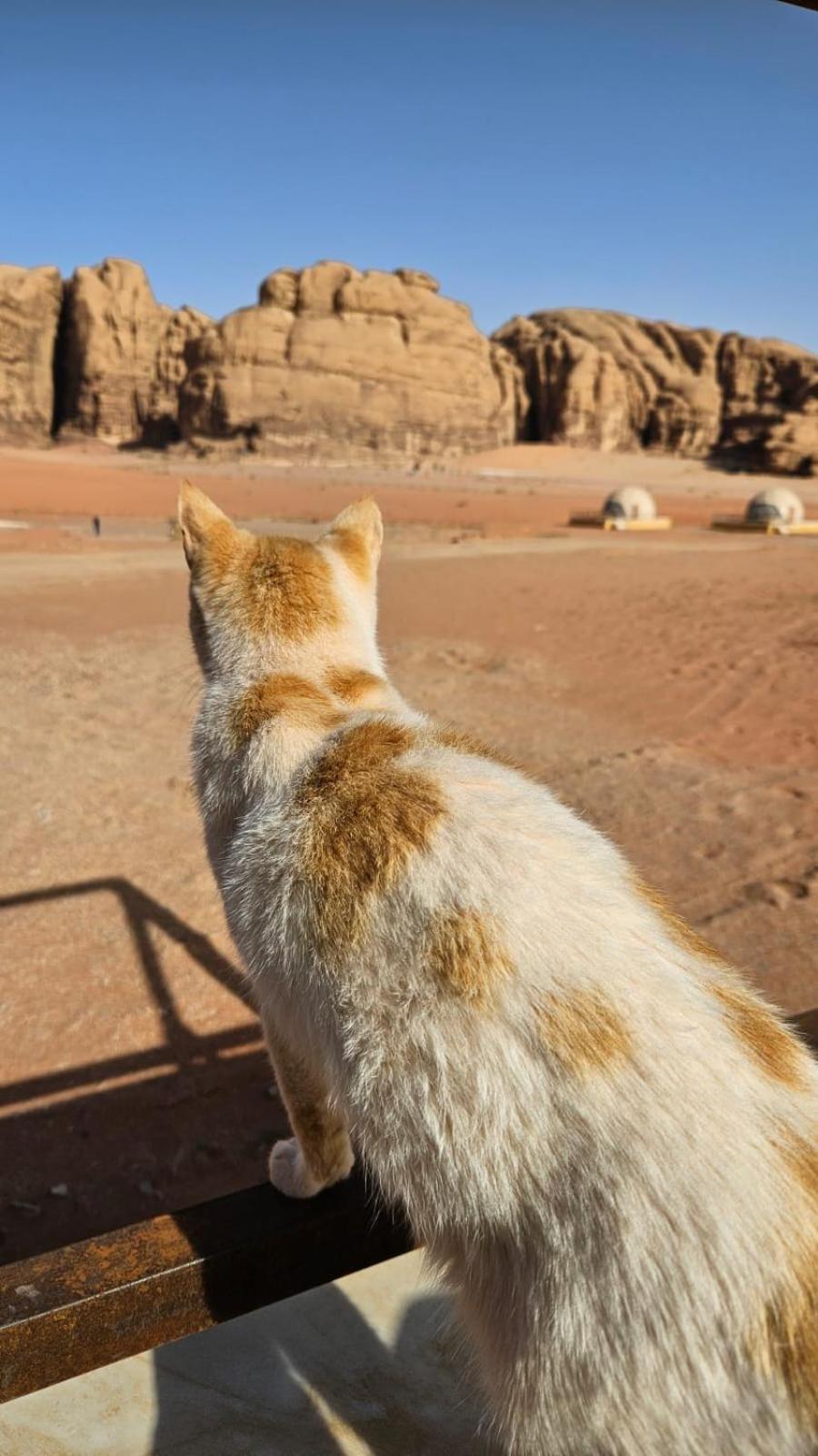 Bubble Rumcamp Wadi Rum Exterior foto