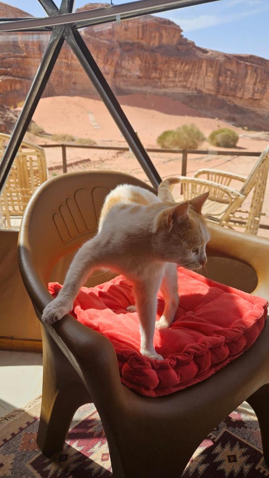 Bubble Rumcamp Wadi Rum Exterior foto
